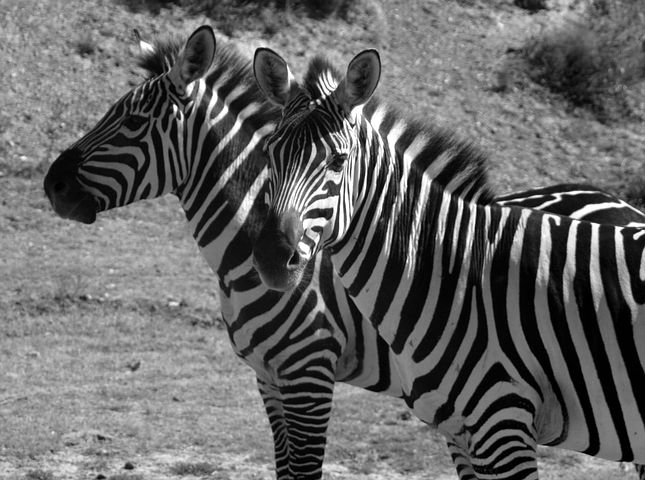 Living Life As A Zebra!